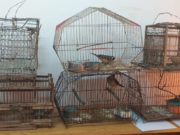 San Luis: secuestraron armas, proyectiles y aves canoras en cautiverio en 14 allanamientos