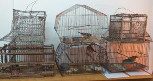 San Luis: secuestraron armas, proyectiles y aves canoras en cautiverio en 14 allanamientos