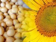 Plagas: aportes para optimizar la producción de soja y girasol