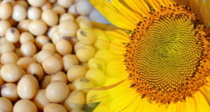 Plagas: aportes para optimizar la producción de soja y girasol