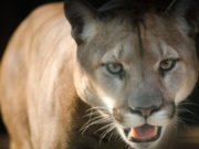 El regreso del puma