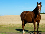 Científicos identificaron la causa de la epidemia de gripe equina de 2018