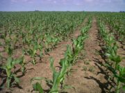 San Luis: control de malezas en el cultivo de maíz