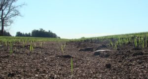 El 36 % del suelo argentino sufre procesos de erosión