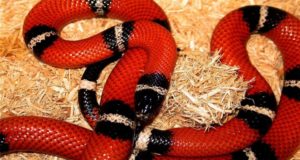 Taller en San Luis sobre animales venenosos de interés médico y sanitario