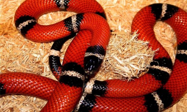 serpiente-coral-ratonera-1000x600