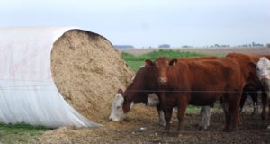 Cómo mejorar la producción y uso de silaje de maíz y sorgo en San Luis