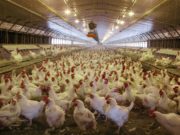 La carne aviar marca récords de producción y comercio global
