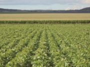 En San Luis hay 4.069 explotaciones agropecuarias