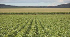 En San Luis hay 4.069 explotaciones agropecuarias