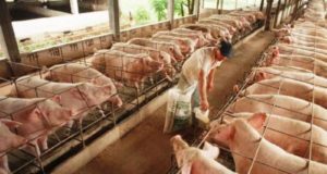 Fortalezas y debilidades de la producción porcina