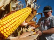Las compras de maíz nuevo son las más altas de la historia