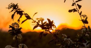 Taller teórico práctico en Villa de Merlo sobre flora nativa de las Sierras de los Comechingones