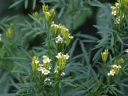 Plantas serranas para reducir el impacto ganadero en el calentamiento global