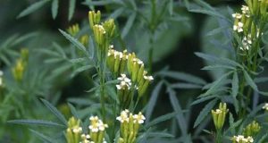 Plantas serranas para reducir el impacto ganadero en el calentamiento global