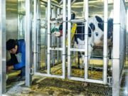 Estudio en 30 campos de San Luis: buscan reducir el metano que emiten las vacas