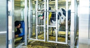 Estudio en 30 campos de San Luis: buscan reducir el metano que emiten las vacas