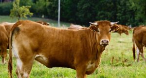 El cruzamiento, clave para producir más terneros por vaca y más carne por animal