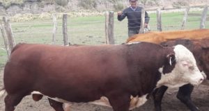Repusieron toros a pequeños productores de San Martín, Pringles y Chacabuco