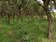 Investigan la invasión de chañar en San Luis