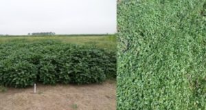 Alternativas para el control del yuyo colorado y otras malezas en San Luis