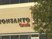 Canadá contra Monsanto: lluvia de demandas contra el Roundup por cancerígeno