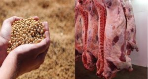 Señales por continuar con las exportaciones de granos y carnes