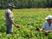 Investigan cómo producir más y mejores batatas en el país