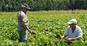Investigan cómo producir más y mejores batatas en el país