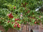 El Programa Mosca de los Frutos de San Luis certificó normas internacionales de calidad