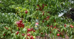 El Programa Mosca de los Frutos de San Luis certificó normas internacionales de calidad