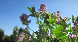 Manipulan la floración en alfalfa para mejorar su calidad