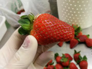 Científicos buscan potenciar los beneficios de las frutillas para la salud