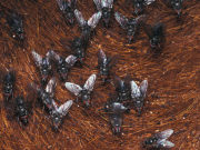 Exploran alternativas a los insecticidas contra la mosca de los cuernos