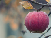 Compuesto de la cáscara de manzanas interfiere con virus que causa diarreas graves en niños