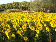 El girasol busca su techo de rendimiento