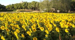 El girasol busca su techo de rendimiento