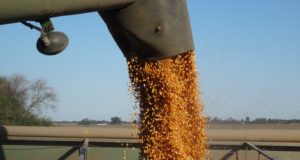 El maíz cerró 2019 con el récord de 36 M tn de exportación