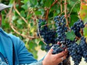 Créditos para cosecha, acarreo y elaboración de vinos en Mendoza