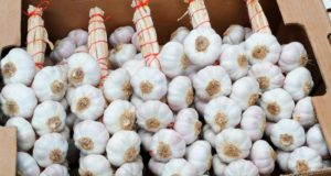 El ajo de Mendoza espera mejora de precio en el mercado brasileño
