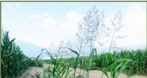 San Luis: control de sorgo de Alepo y fertilización foliar en maíz
