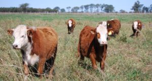Pautas para cuidar al ganado por las altas temperaturas