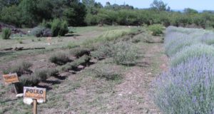 Quinta jornada en cultivos de plantas aromáticas y medicinales
