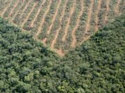 El medio ambiente, la política y la falsa dicotomía producción vs conservación