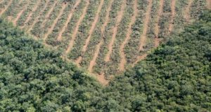 El medio ambiente, la política y la falsa dicotomía producción vs conservación