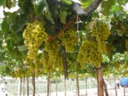 Los desafíos de la vitivinicultura ante el cambio climático