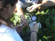 Registran cuánto gas de efecto invernadero emiten los cultivos agrícolas