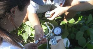 Registran cuánto gas de efecto invernadero emiten los cultivos agrícolas