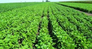 Sectores agropecuarios aún retienen 10 mil millones de dólares