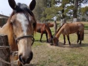 Enfermedad mortal: recomendaciones para prevenir la Anemia Infecciosa Equina